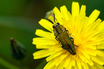 Insecto