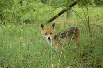 Obraz premium Chernobyl fox