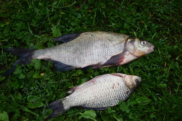 Лещ и карась