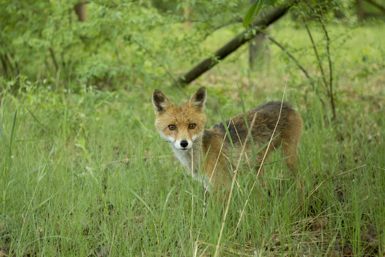 Chernobyl Fox