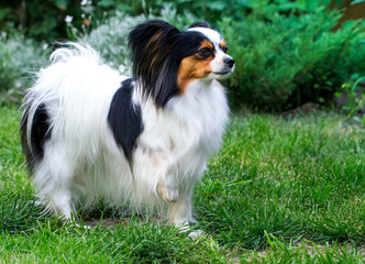 Dog stands with raised paw