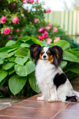 Dog on the porch