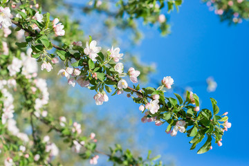 Branch of blossoming apple-trees close up. Natural  bokeh spring background