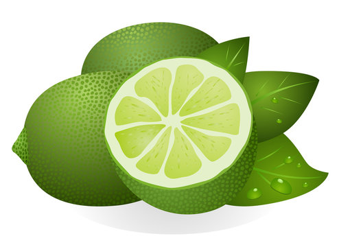 Lime with half and leaves isolated on white background vector eps 10