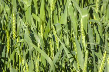 A close up of green winter wheat heading out.