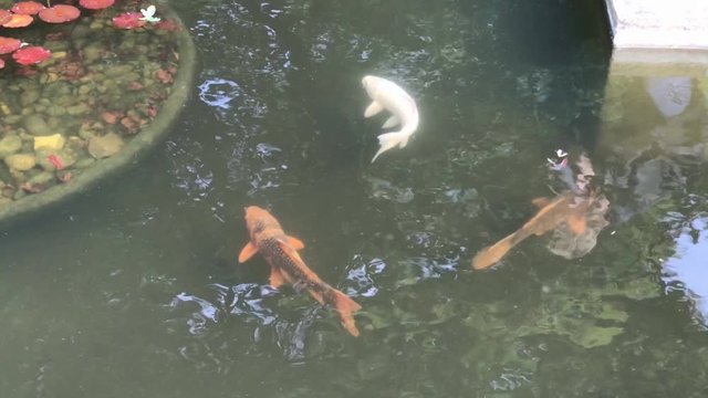 Koi Karpfen im Hamburger Stadtpark