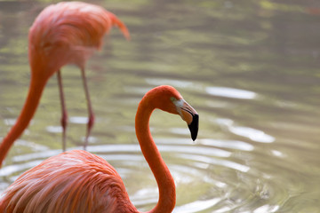 Pink flamingo on a pond in nature