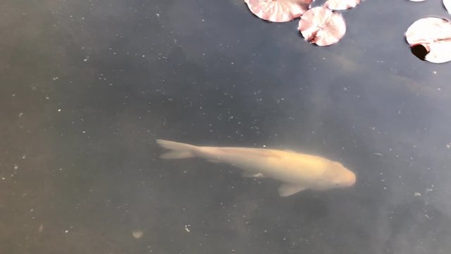Koi Karpfen im Hamburger Stadtpark
