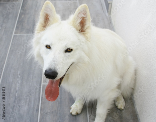 Portrait De Chien Berger Suisse Blanc Stock Photo And