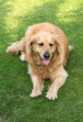 portrait of beautiful golden retriever