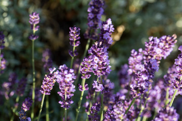 Obraz premium Garden with the flourishing lavender