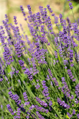 Garden with the flourishing lavender