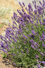 Garden with the flourishing lavender
