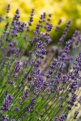 Garden with the flourishing Lavender and Oregano