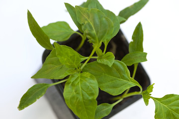 Peppers in a pot