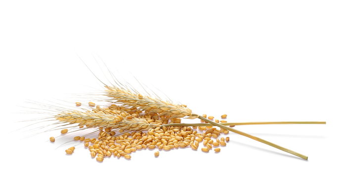 Ears of wheat and seeds isolated on white background