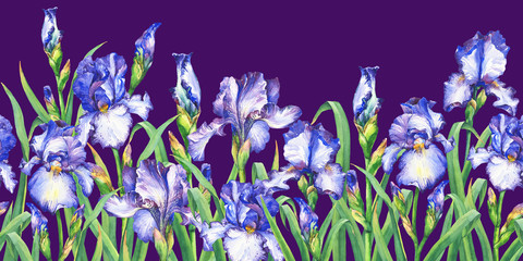 Floral seamless border with flowering blue irises, on white background. Panoramic horizontal view. Isolated watercolor hand drawn painting illustration. Design for fabric, wrap paper or wallpaper.