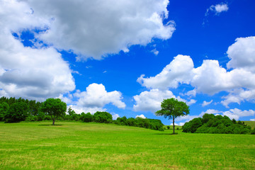 Tree on a green meadow and blue sky.