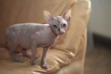 Fototapeta na wymiar sphinx hairless cat