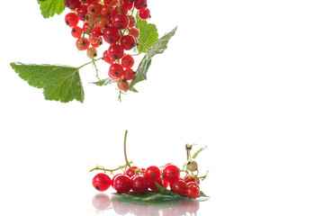 Fresh red currant
