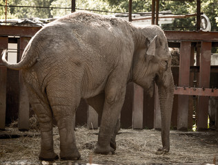 Fototapeta premium Big elephant in a park in the nature