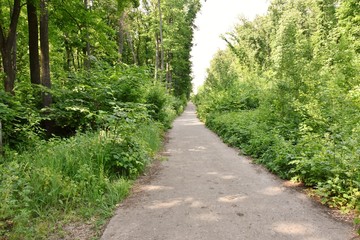 Path in the woods