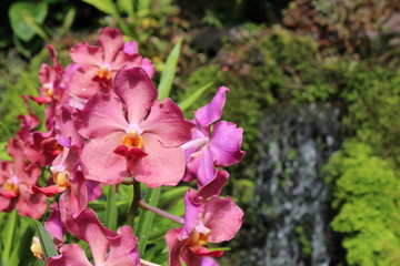 Giardino delle orchidee - Singapore