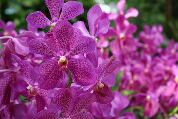 Giardino delle orchidee - Singapore