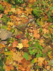 Signs of autumn