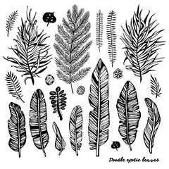 Set of black doodle exotic, banana leaves on a white background. Vector botanical illustration, elements for design.