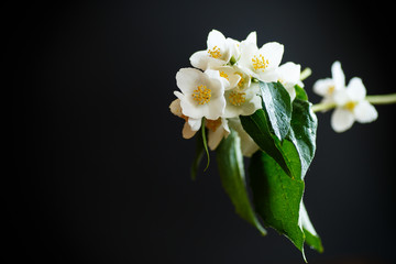 White jasmine flower