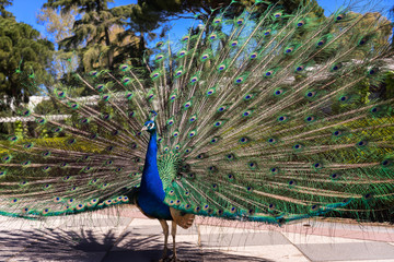 Obraz premium Beautiful male peacock with its tail wide open in the sun. Colorful peacock feathers. These animals live free on a public park in Madrid, Spain. Not a zoo. No release needed.