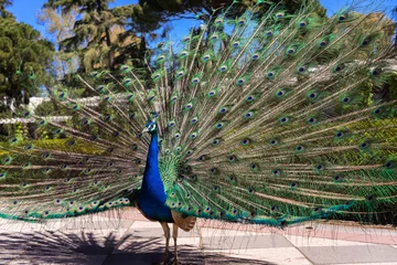 Fotobehang Beautiful male peacock with its tail wide open in the sun. Colorful peacock feathers. These animals live free on a public park in Madrid, Spain. Not a zoo. No release needed. © Urko Castaños