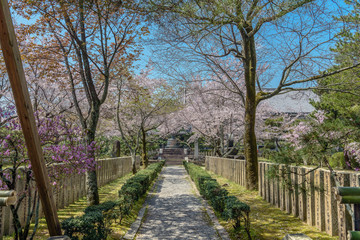 京都嵯峨野　大覚寺の春景色