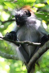 Monkey Red Colobo in Tanzania, Africa. Travel Africa. Wanderlust.