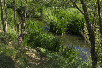 Yellow river water on a green forest shore
