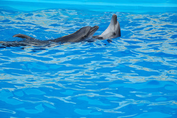 Obraz premium Two dolphins playing in the water