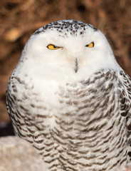 Snowy Owl Portrait
