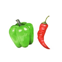 Watercolor pepper 8. Hand drawn illustration, isolated on white