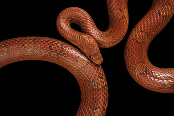 Corn Snake on black background