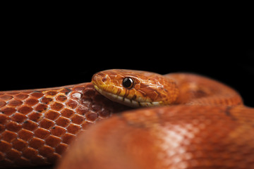Close up of a corn snake