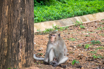 monkey sitting near the tree