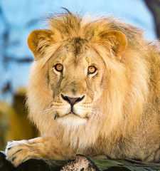 A portrait of a lion in a zoo