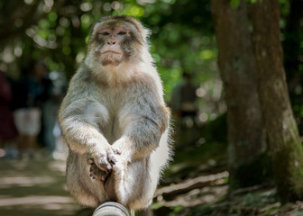 affe