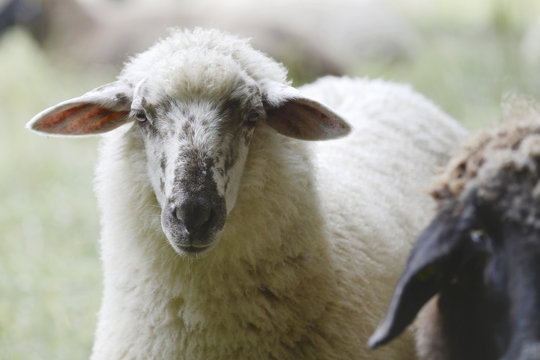 Schaf auf der Weide