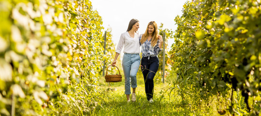 Two young girls picking grapes in the vineyard