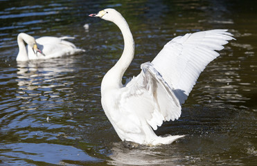 White swan on a pond in the park