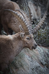 Bouquetin - mercantour