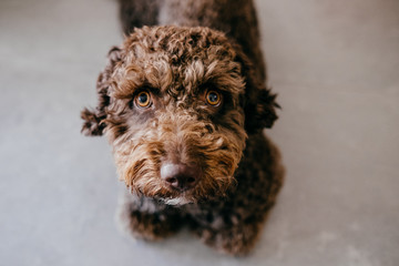 Brown Spanish Water Dog with lovely faces and big brown eyes playing at home. Indoor portrait