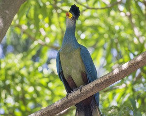 A Great Blue Turaco bird in the Owens Aviary of the San Diego Zoo in San Diego, California.